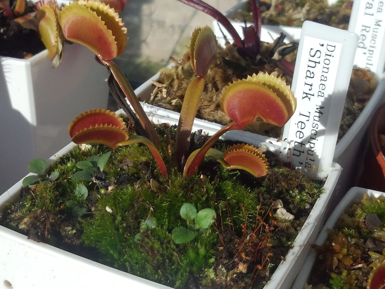 Dionaea muscipula Shark Teeth