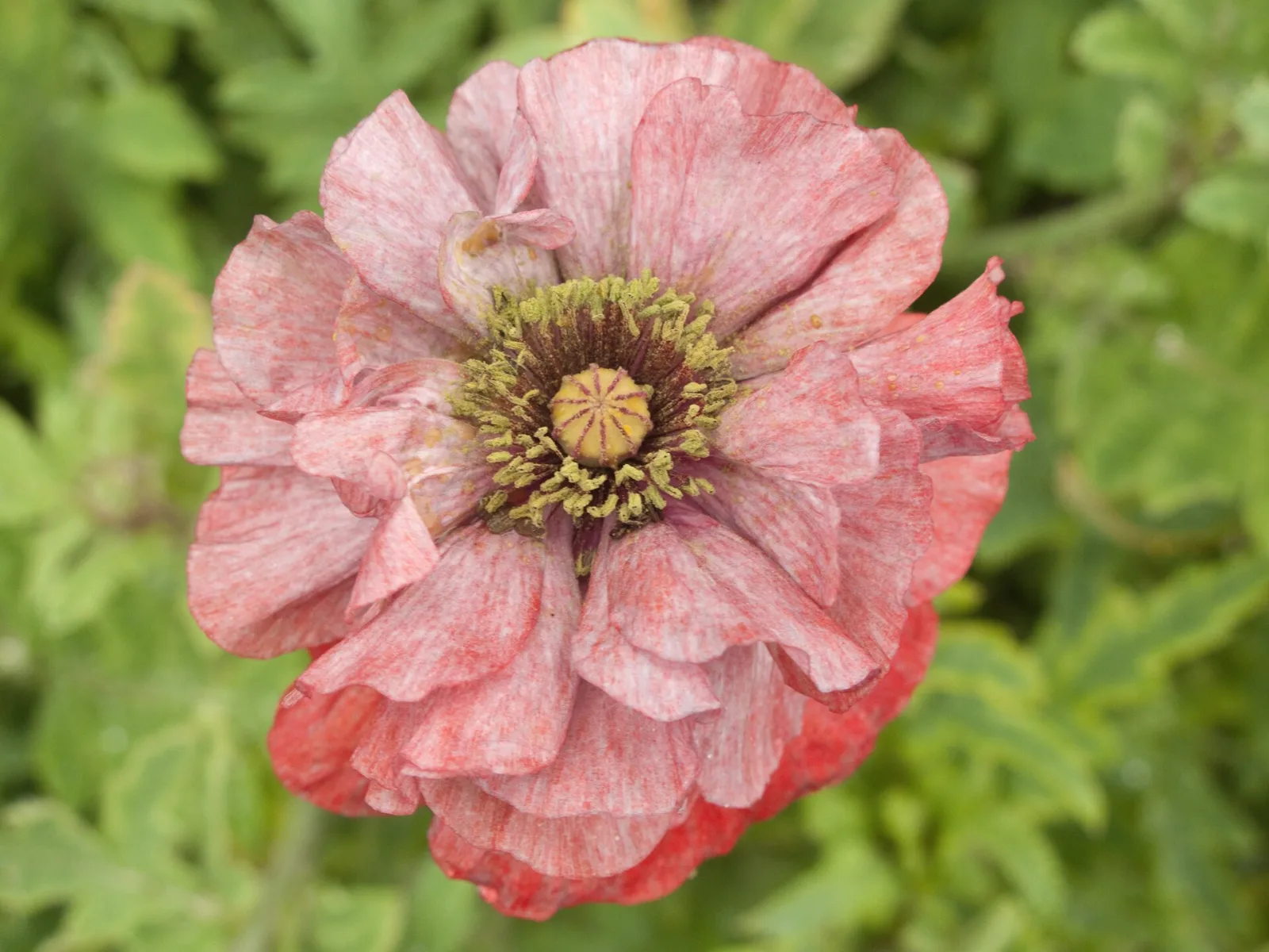 Papaver rhoeas Shirley Poppy
