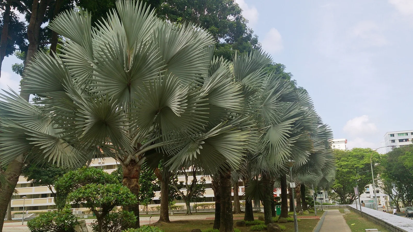 Bismarckia nobilis Silver