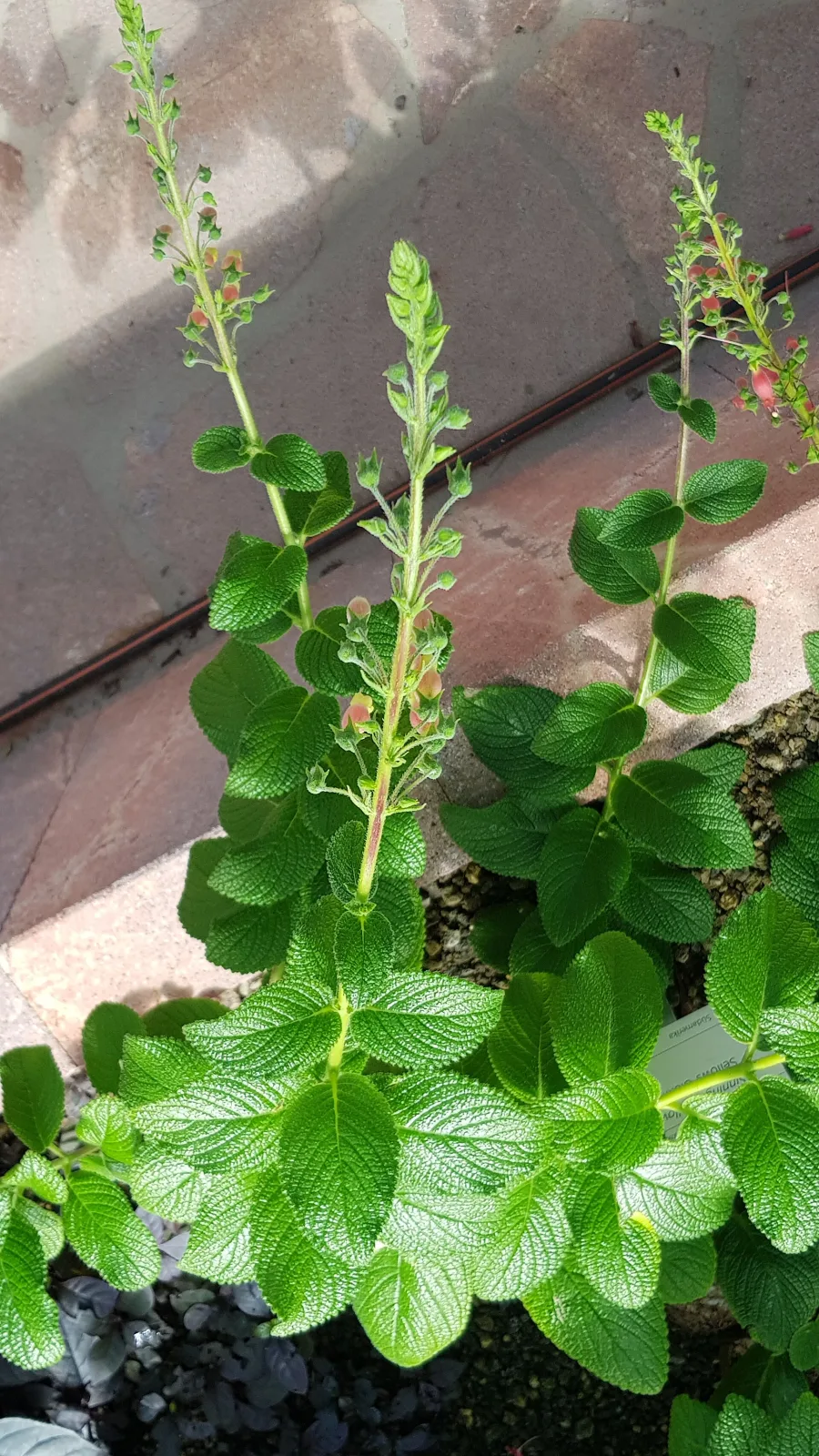 Sinningia sellovii