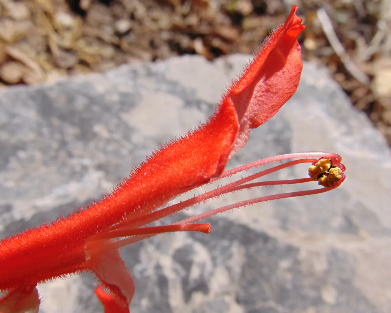 Sinningia cardinalis