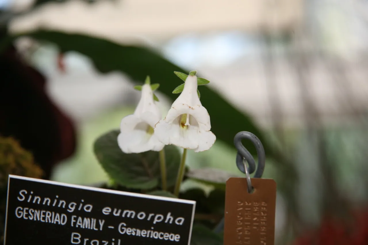 Sinningia eumorpha