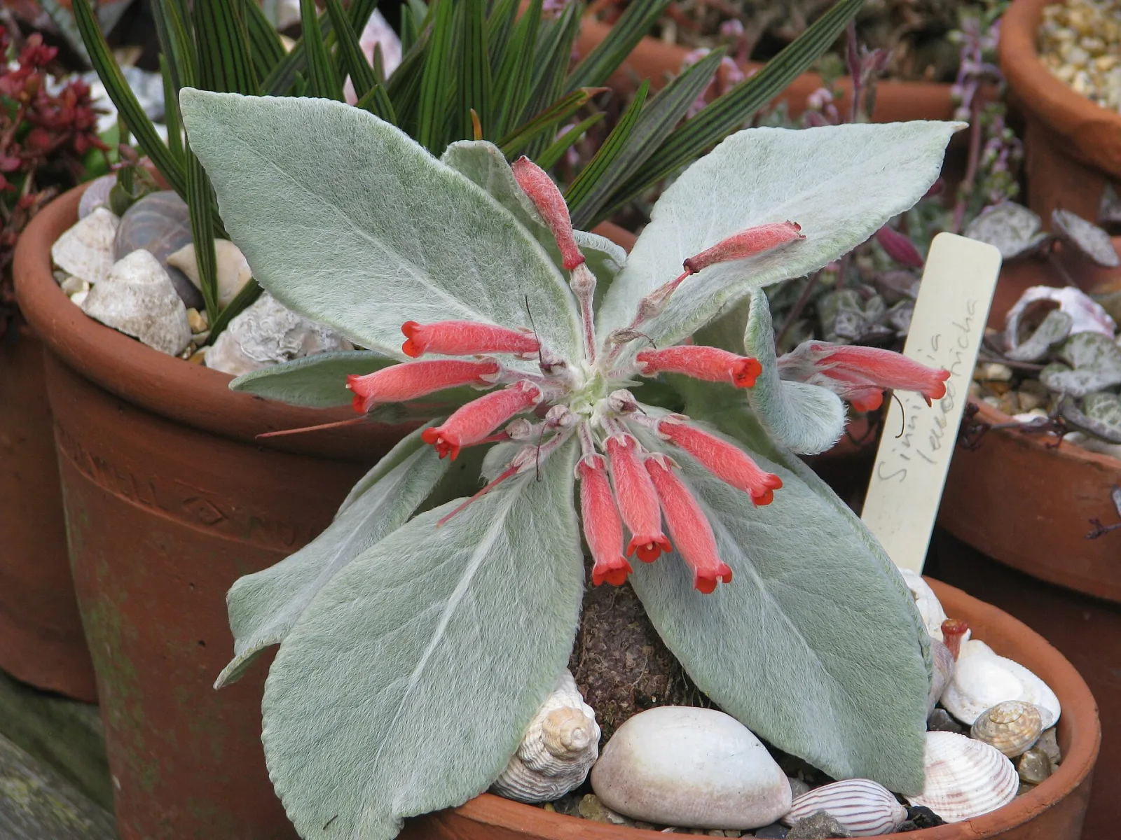 Sinningia leucotricha