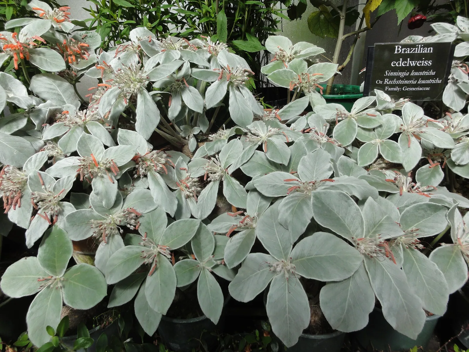 Sinningia leucotricha