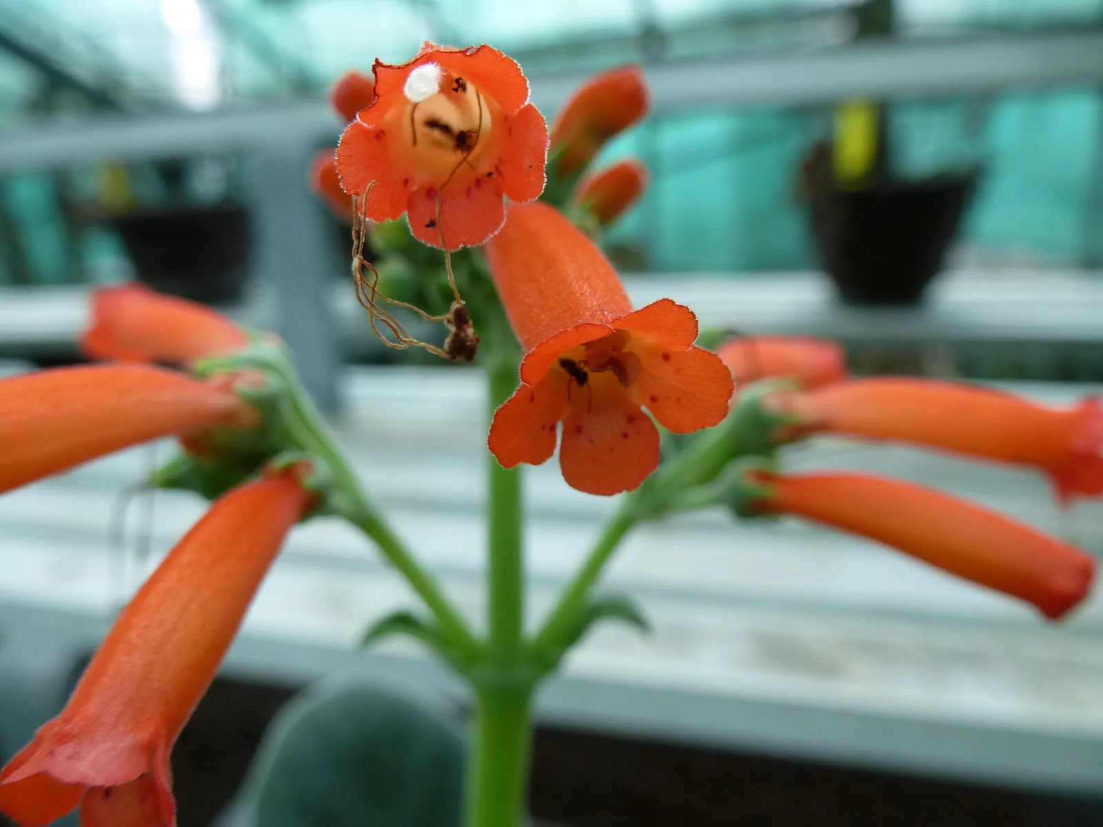 Sinningia macrostachya