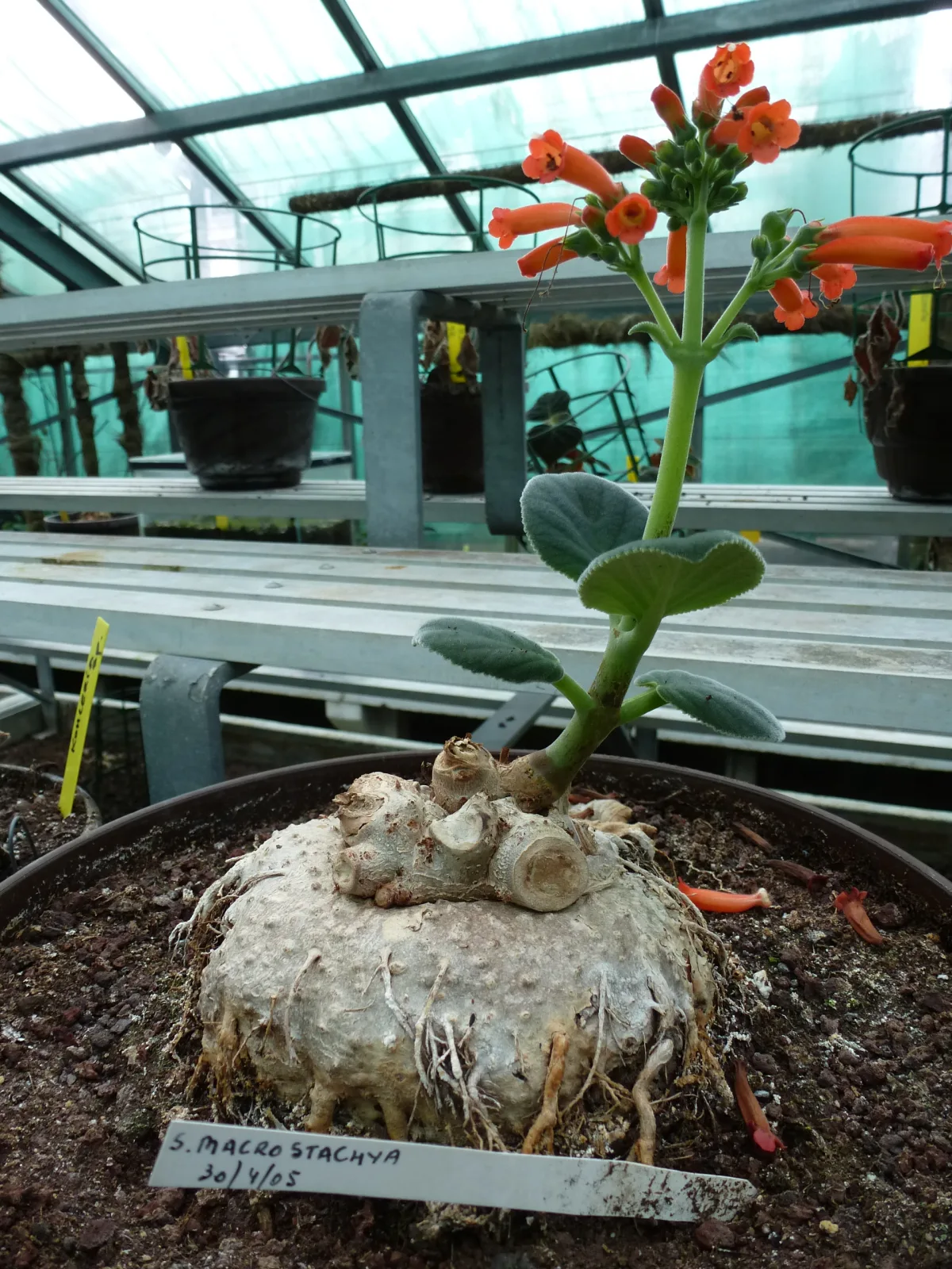Sinningia macrostachya