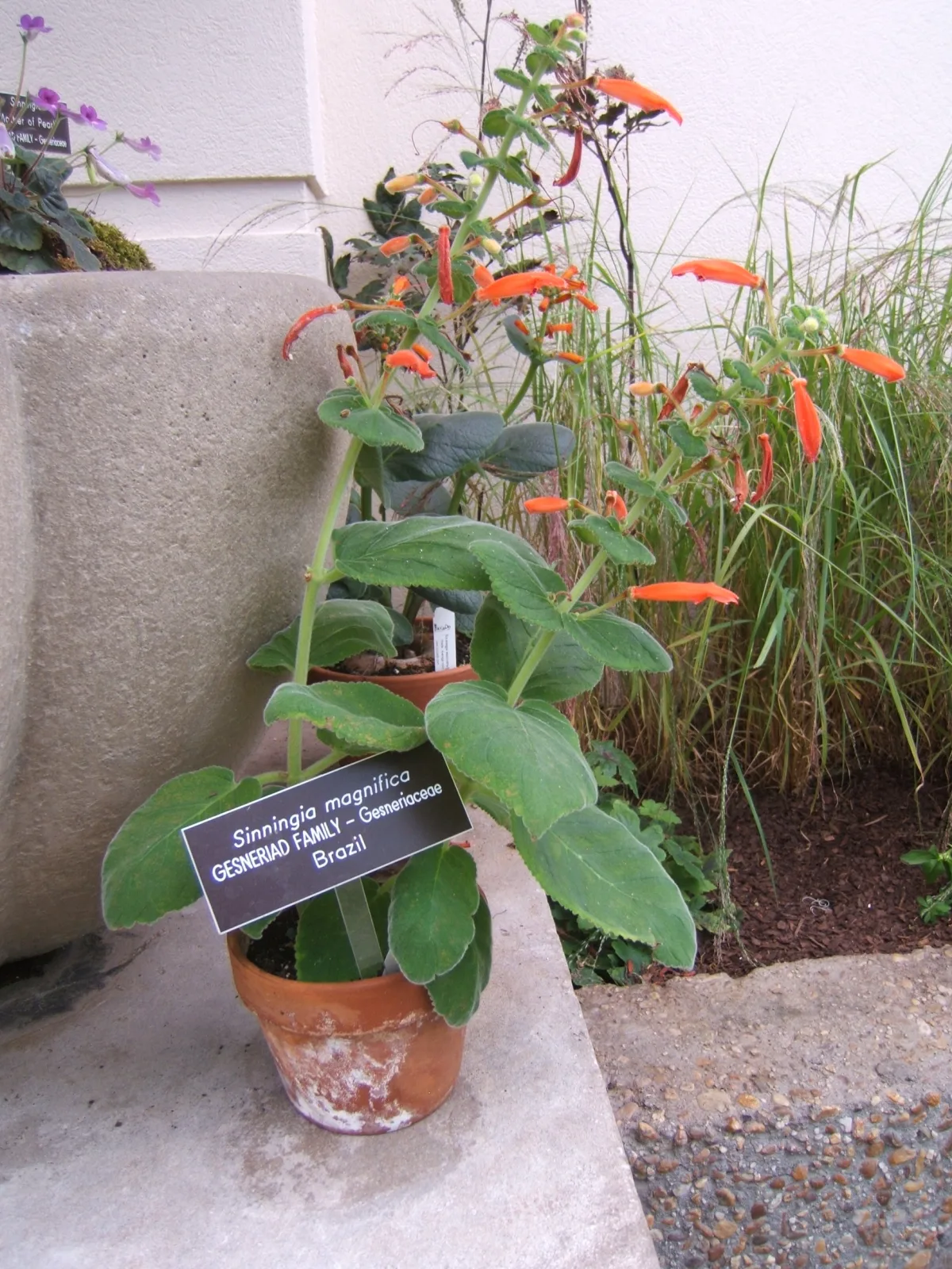 Sinningia magnifica