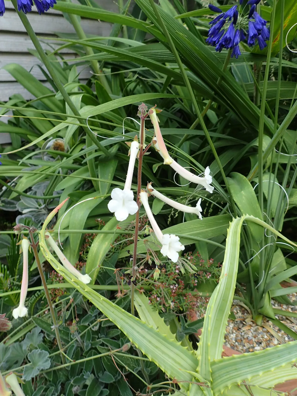 Sinningia tubiflora