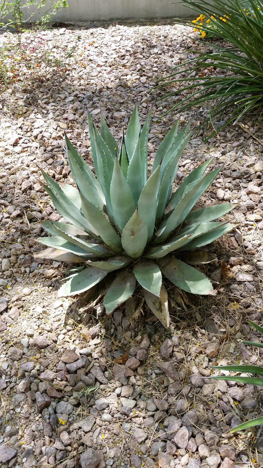 Agave havardiana