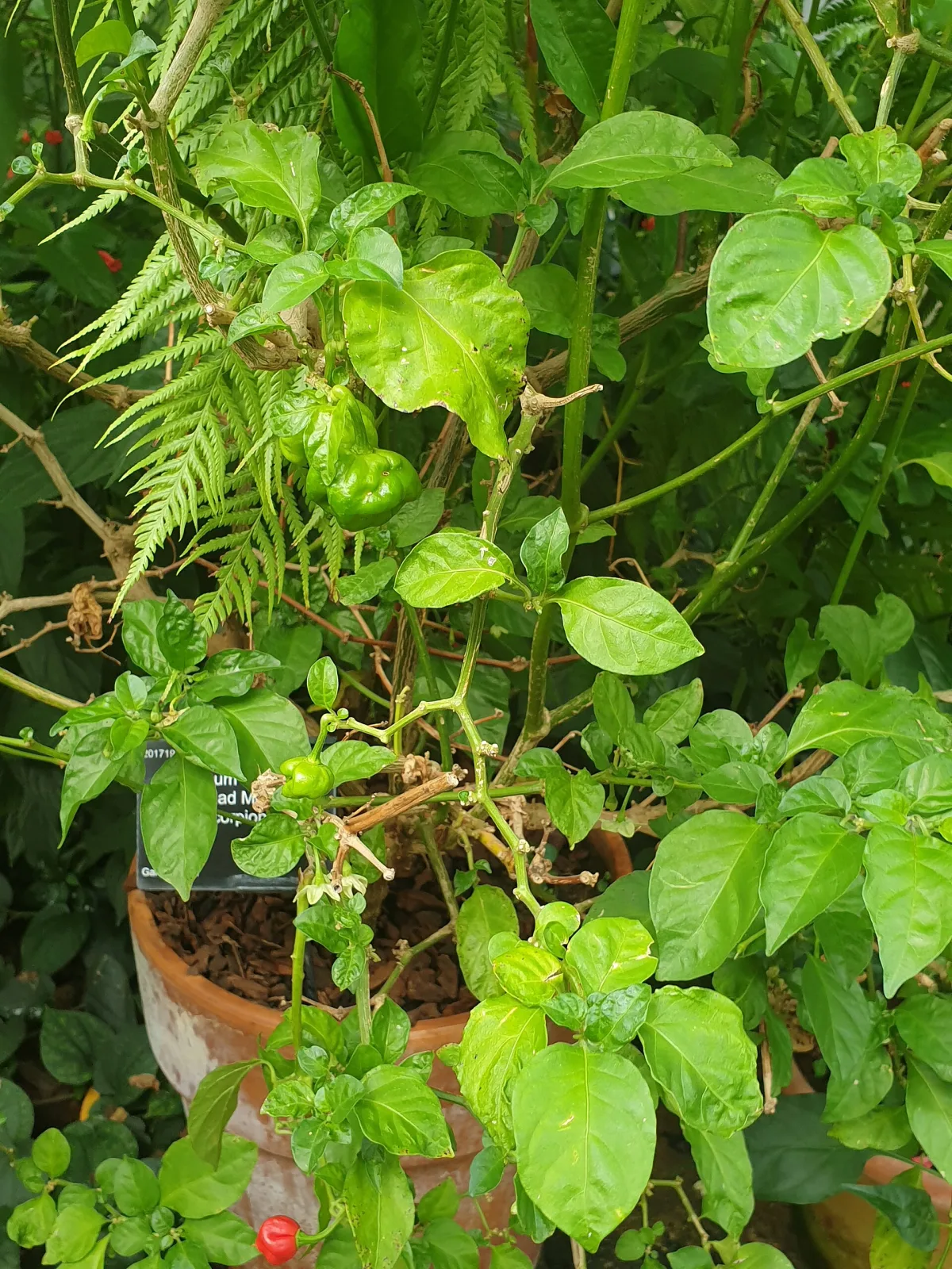 Red Savina Habanero Chili