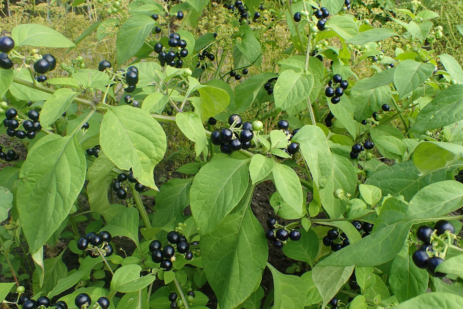 Solanum melanocerasum