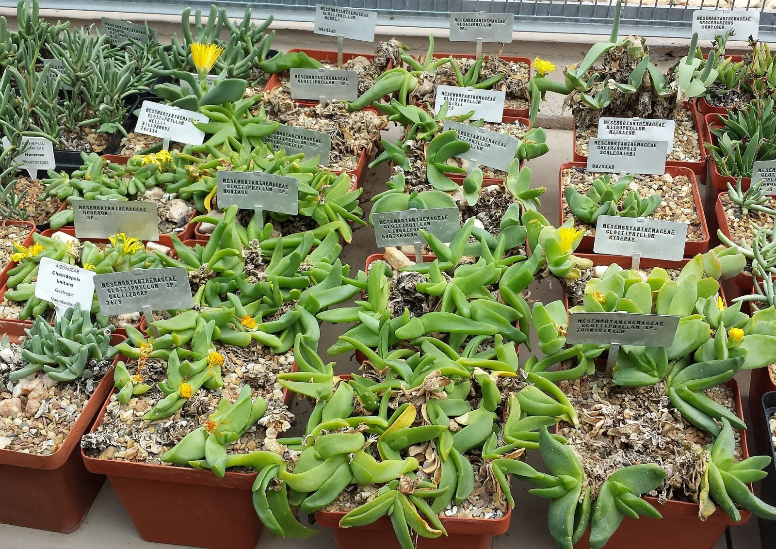 Mitrophyllum mitratum