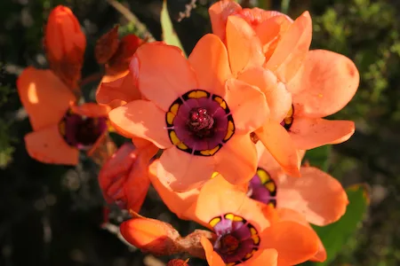 Sparaxis elegans