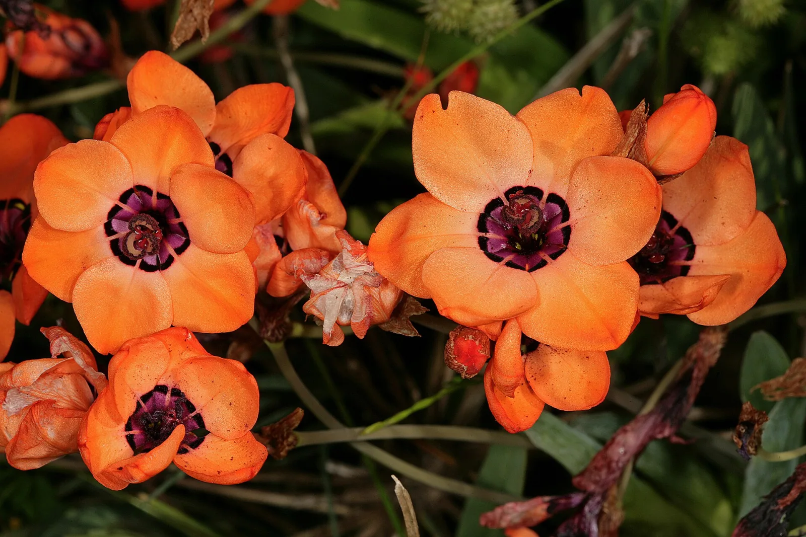 Sparaxis elegans