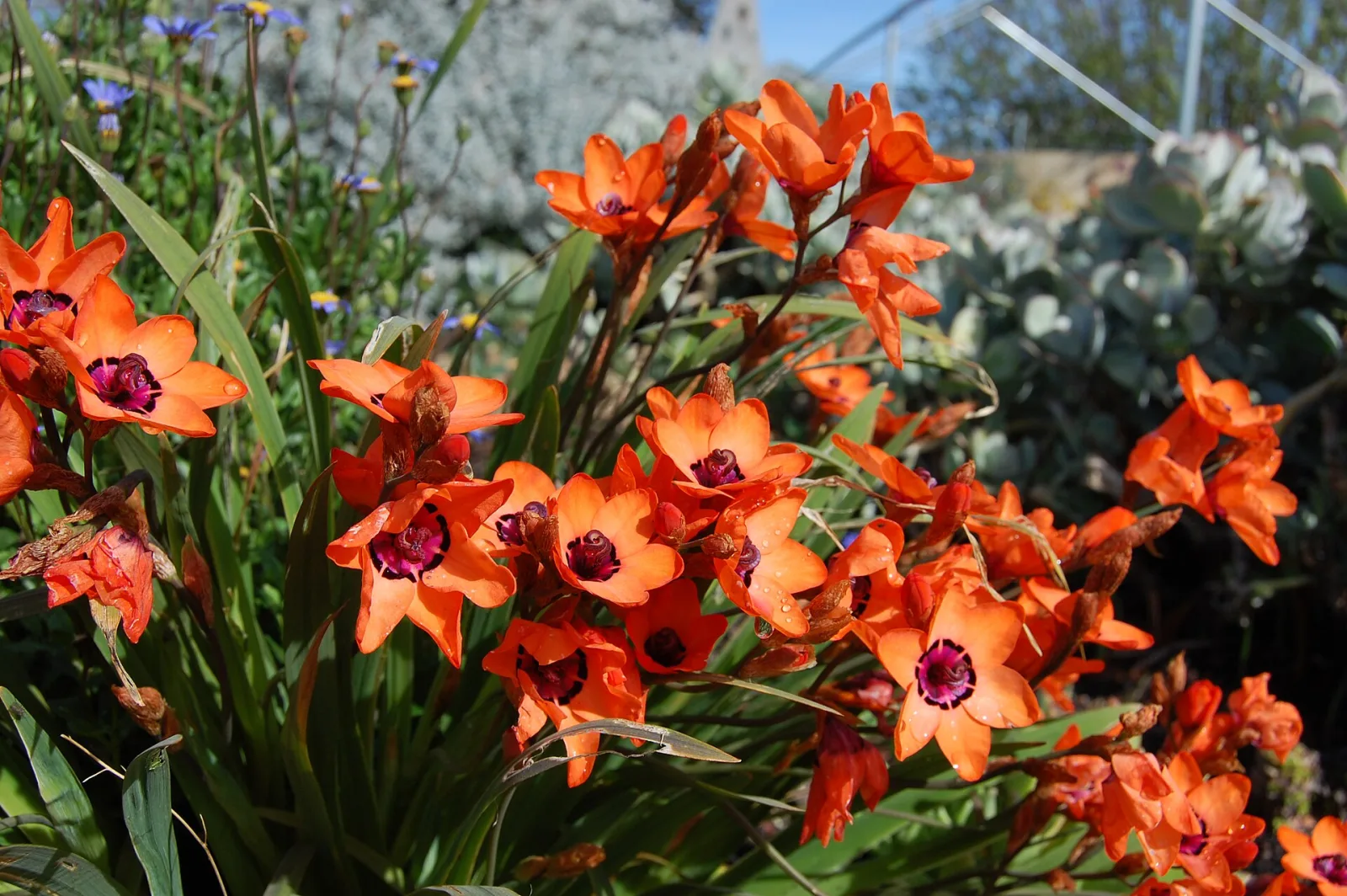 Sparaxis elegans