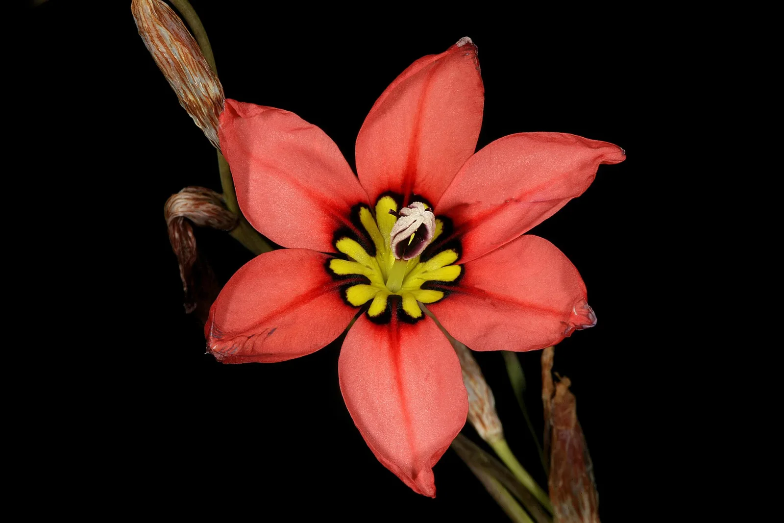 Sparaxis pillansii
