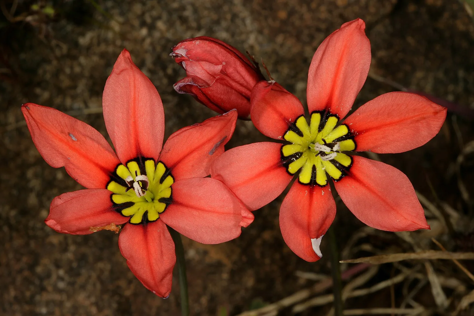 Sparaxis pillansii
