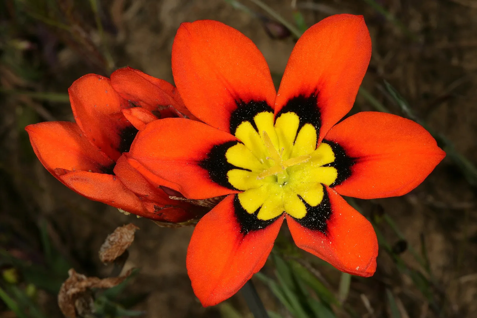 Sparaxis tricolor