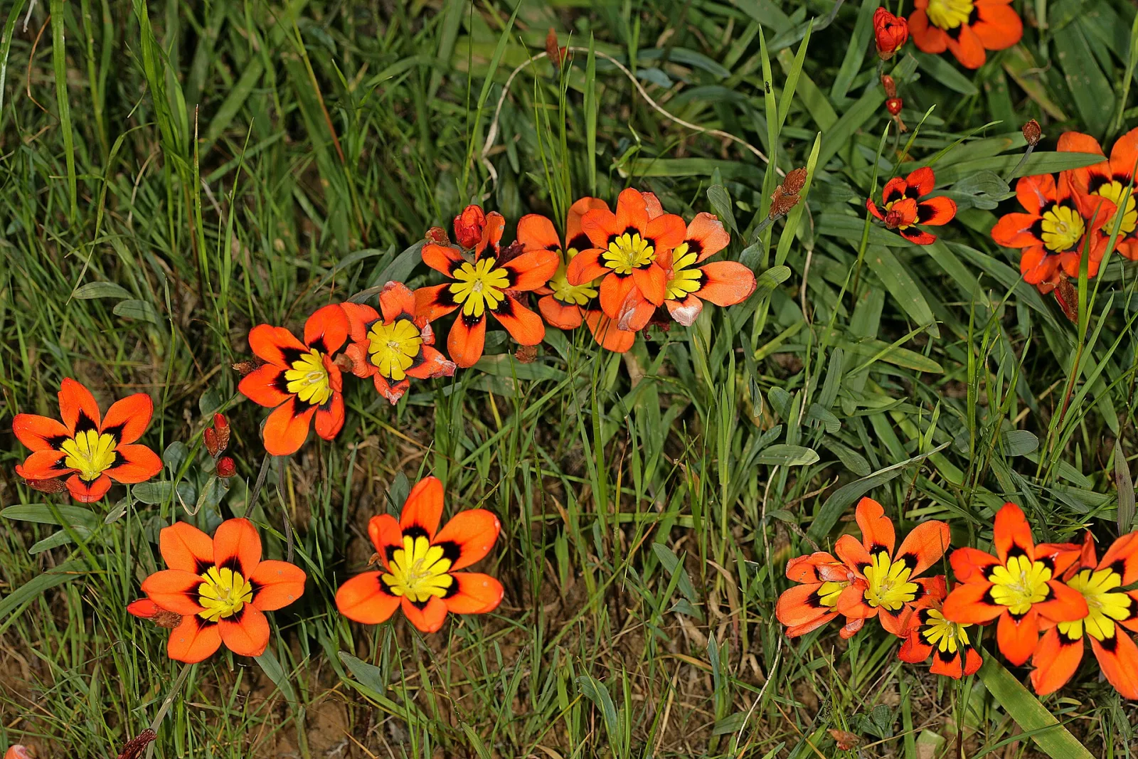 Sparaxis tricolor
