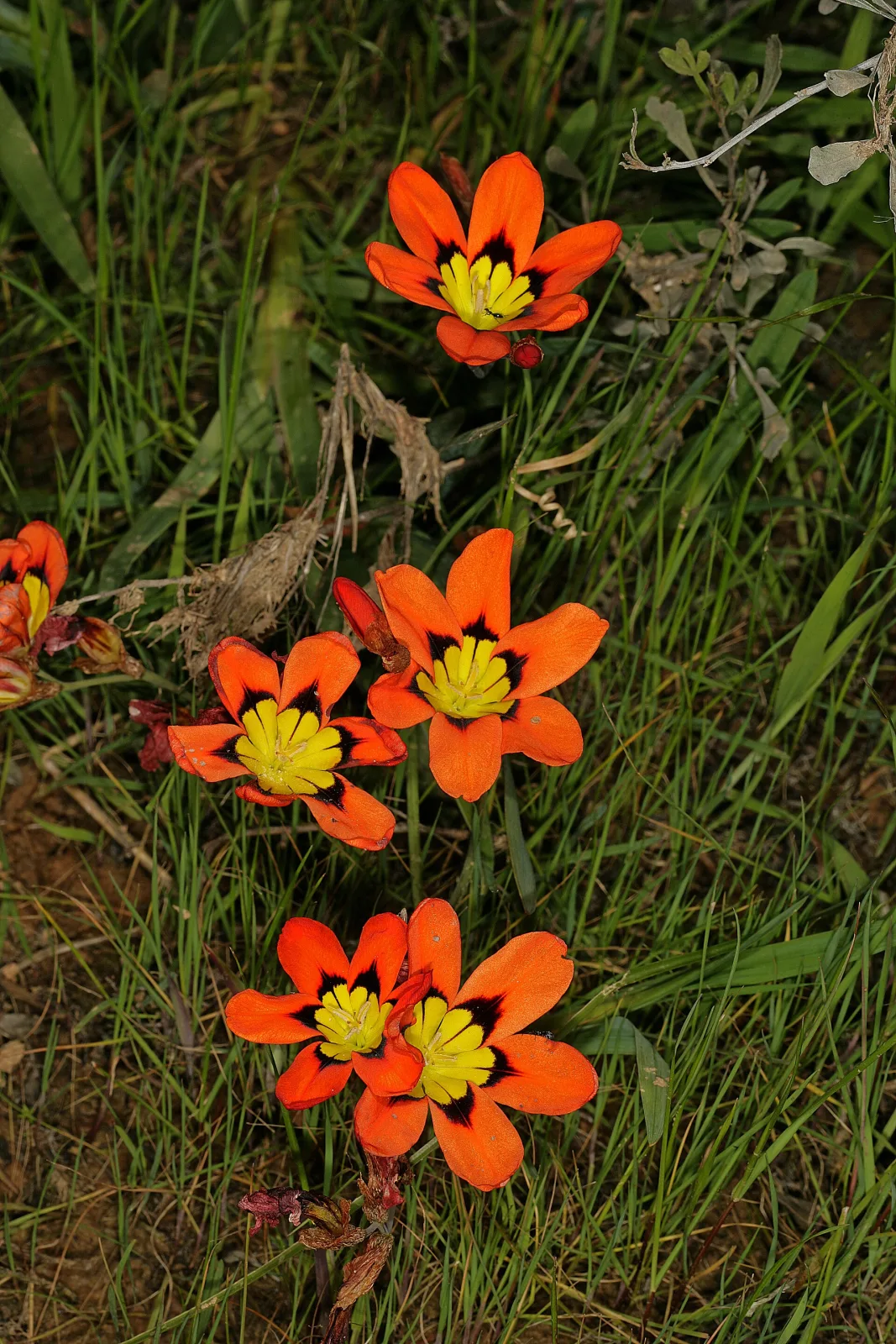 Sparaxis tricolor