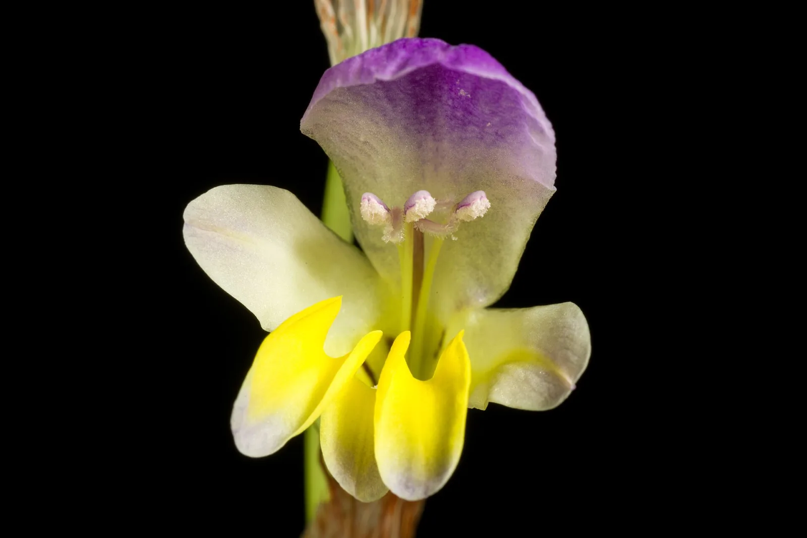 Sparaxis villosa