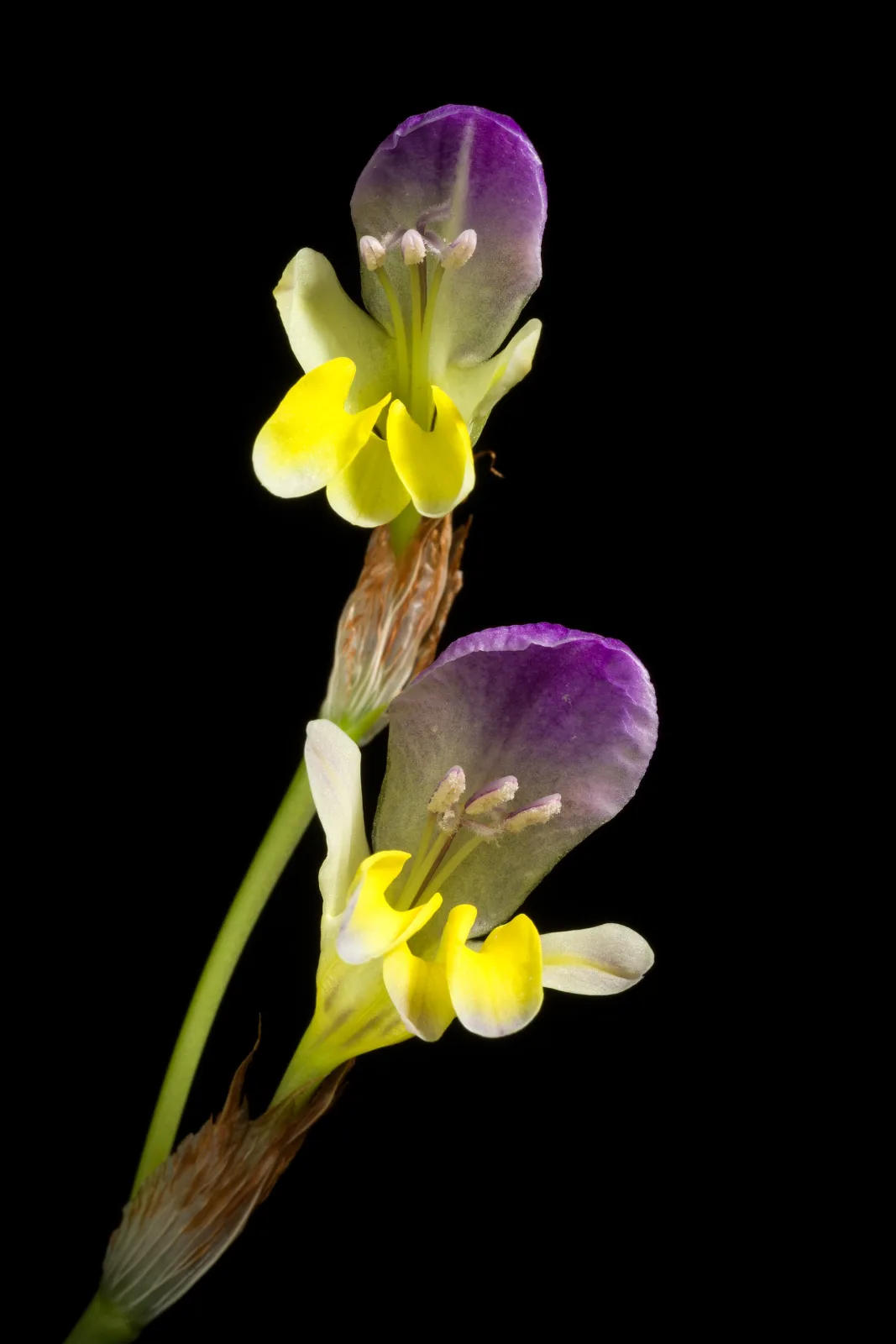 Sparaxis villosa