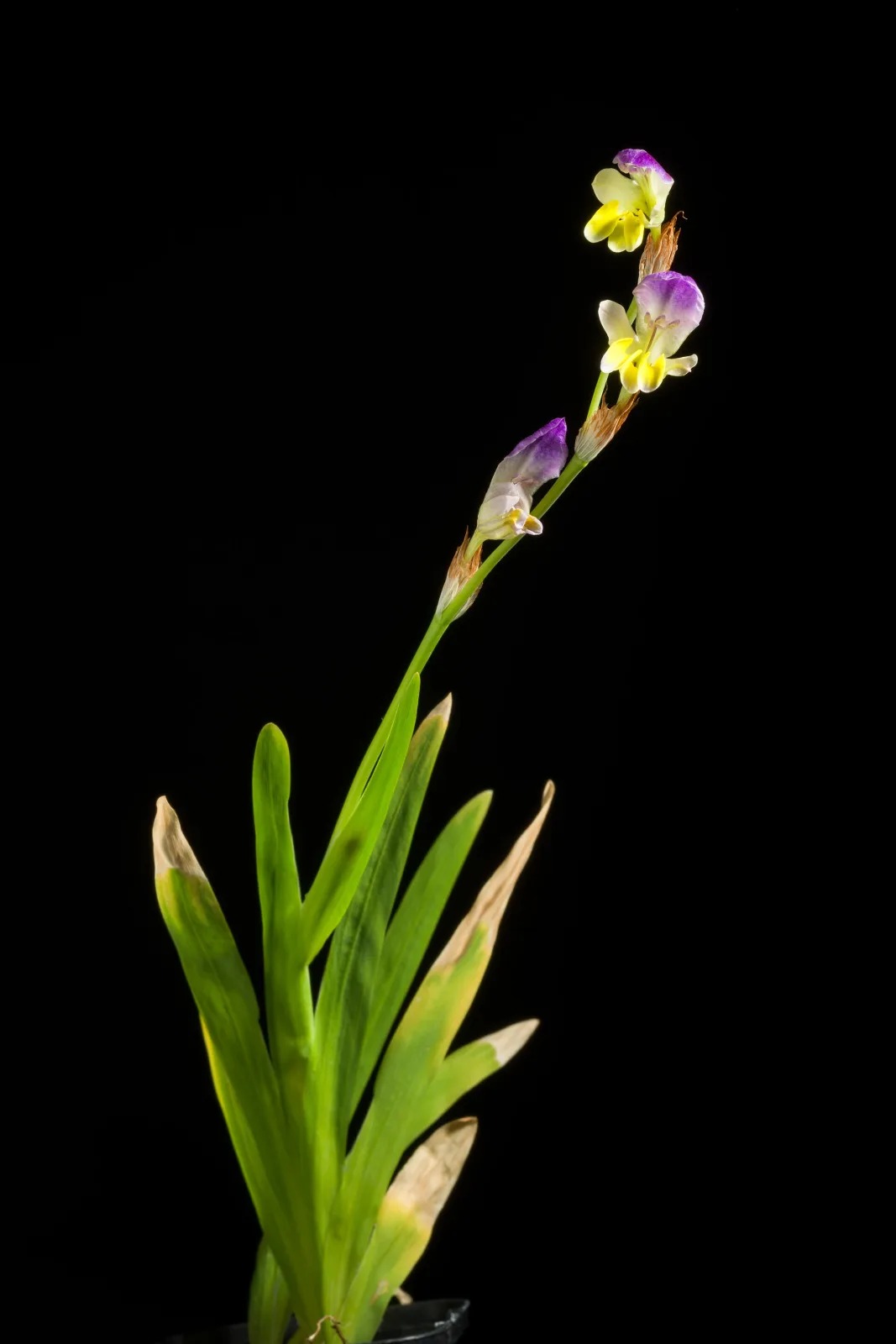 Sparaxis villosa
