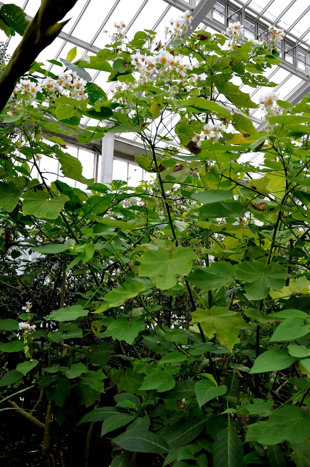 Sparmannia africana