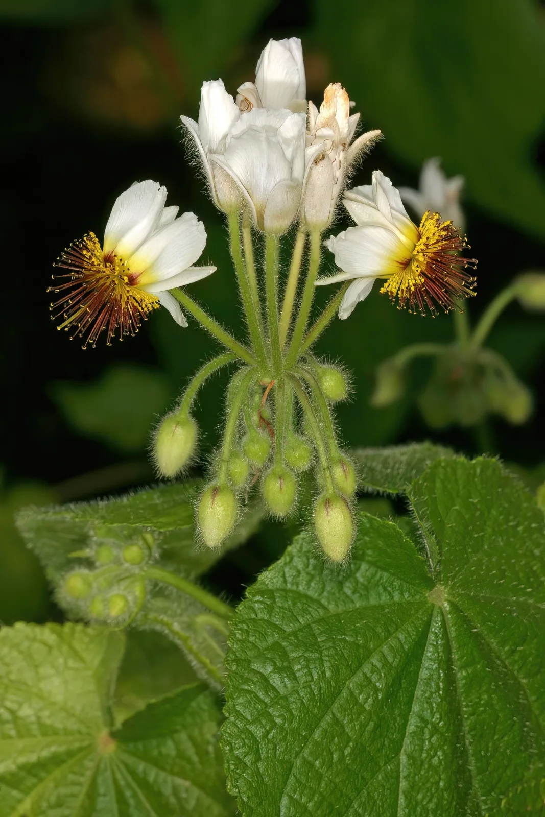 Sparmannia africana
