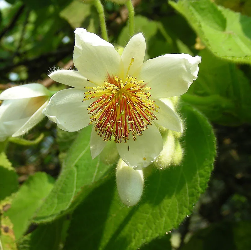 Sparmannia africana