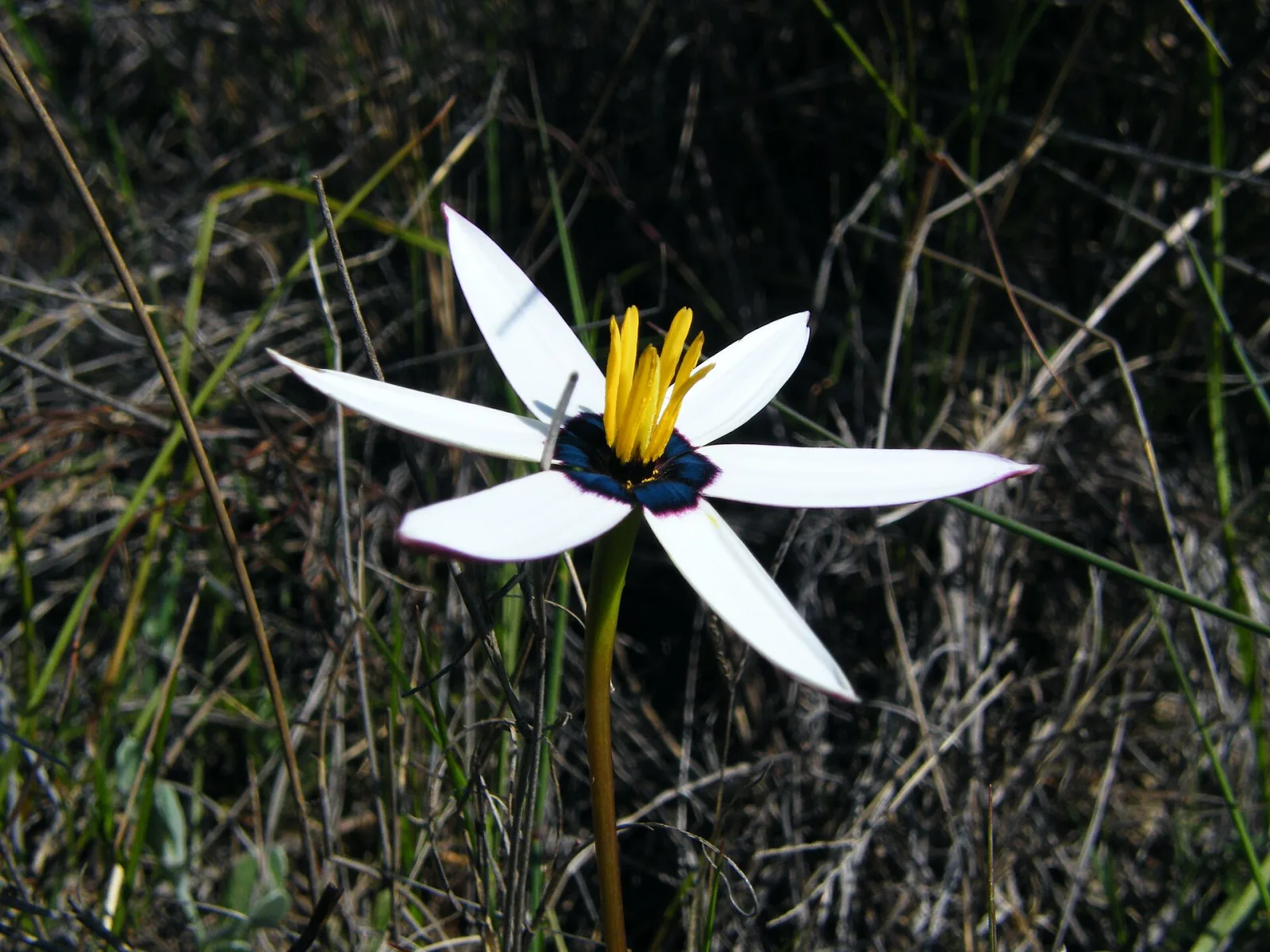 Spiloxene capensis white