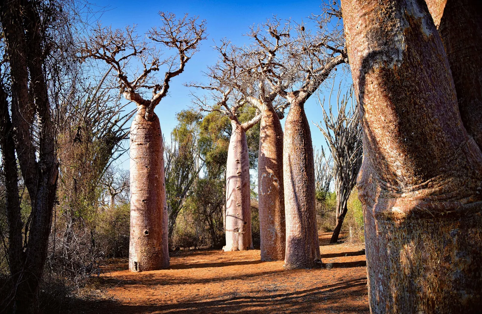 Adansonia madagascariensis