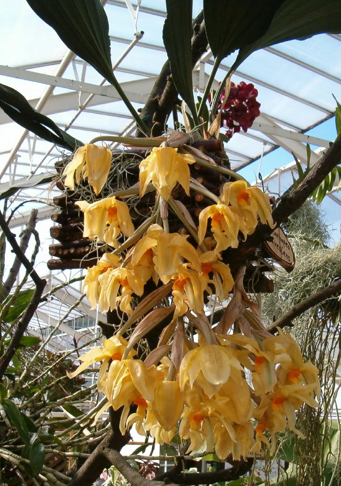 Stanhopea graveolens
