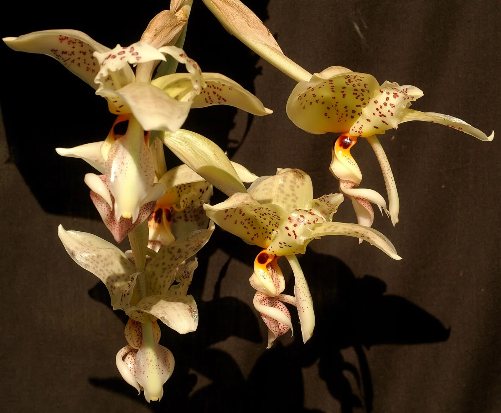 Stanhopea oculata