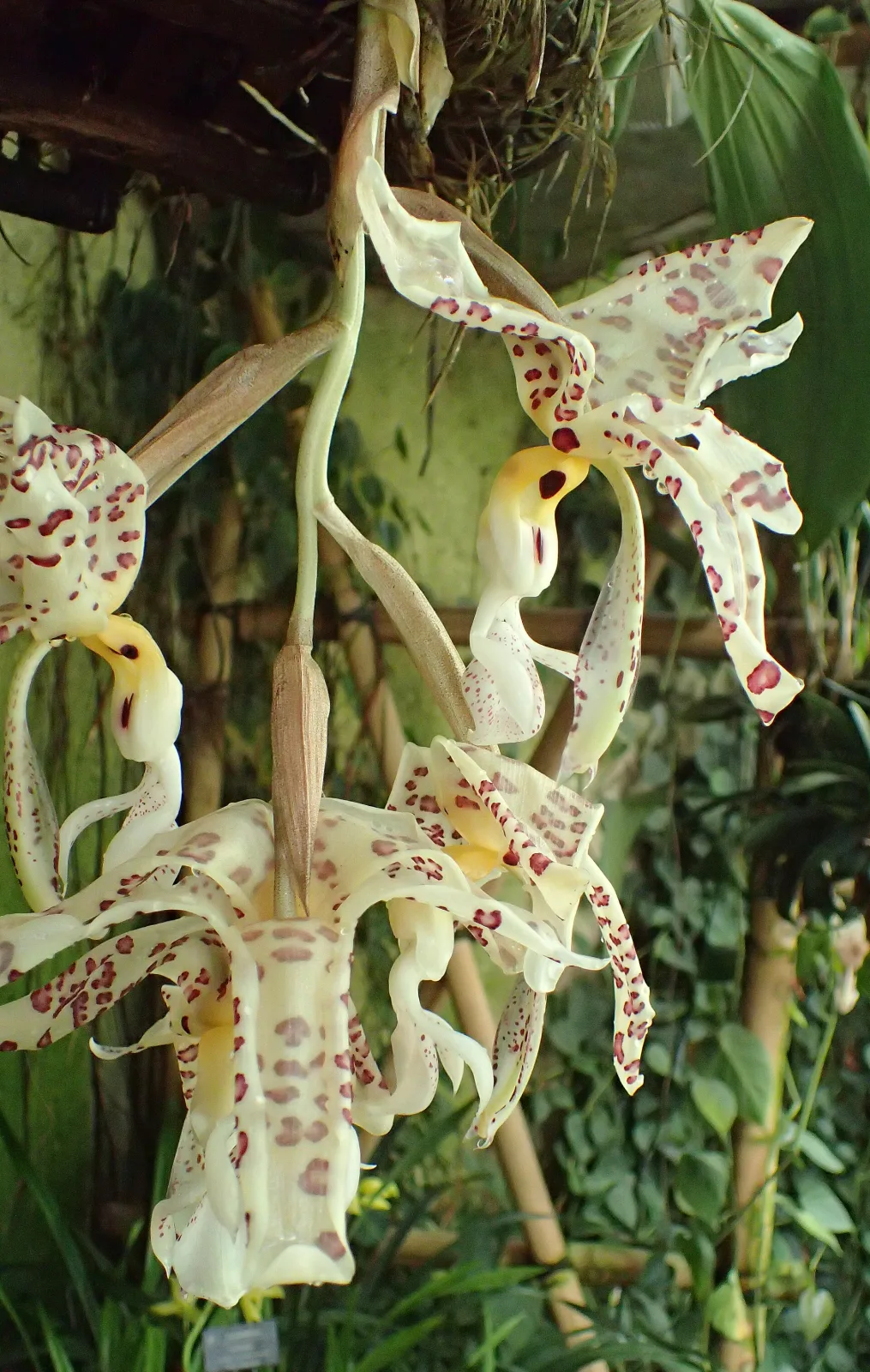 Stanhopea oculata