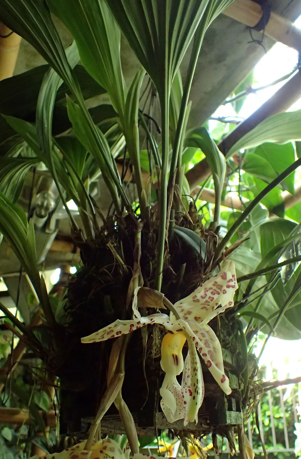 Stanhopea oculata