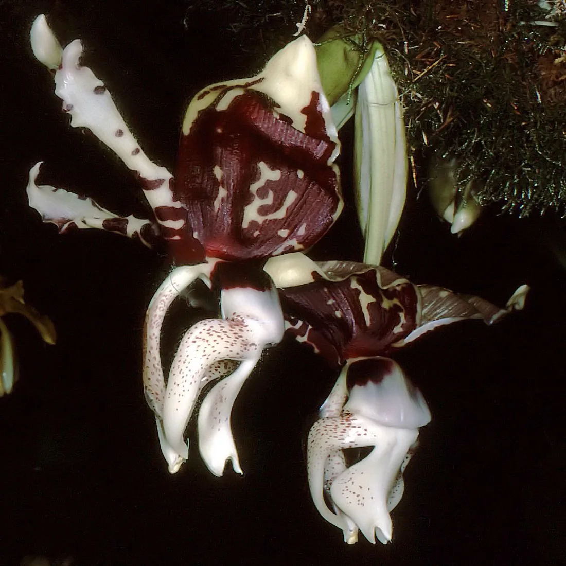 Stanhopea nigroviolacea