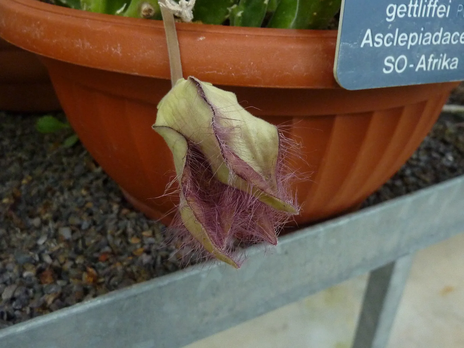 Stapelia gettleffii