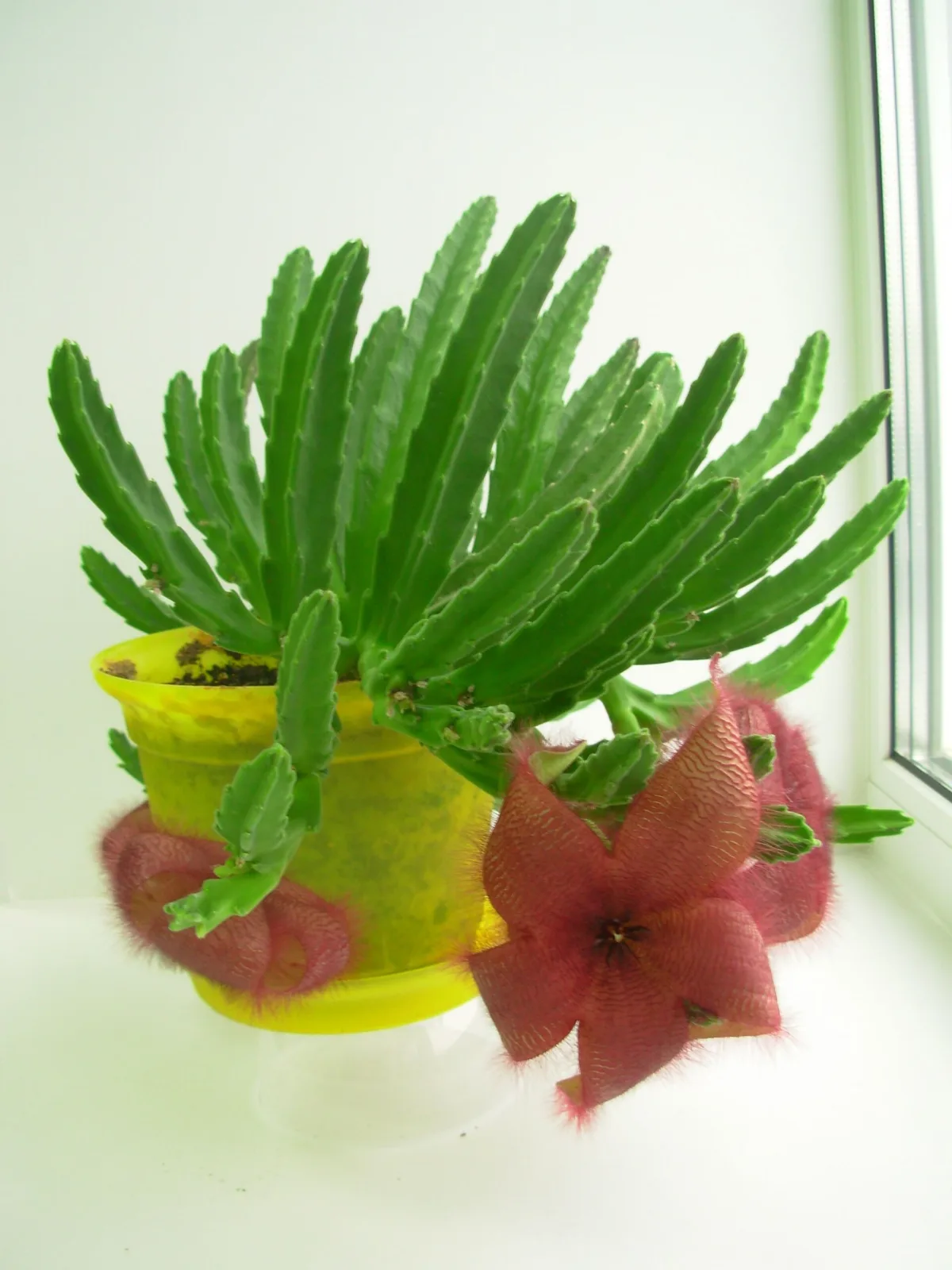 Stapelia gettleffii