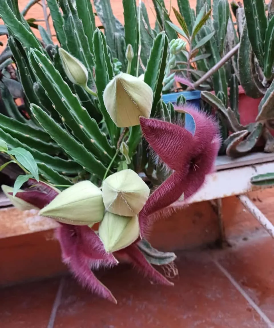 Stapelia grandiflora