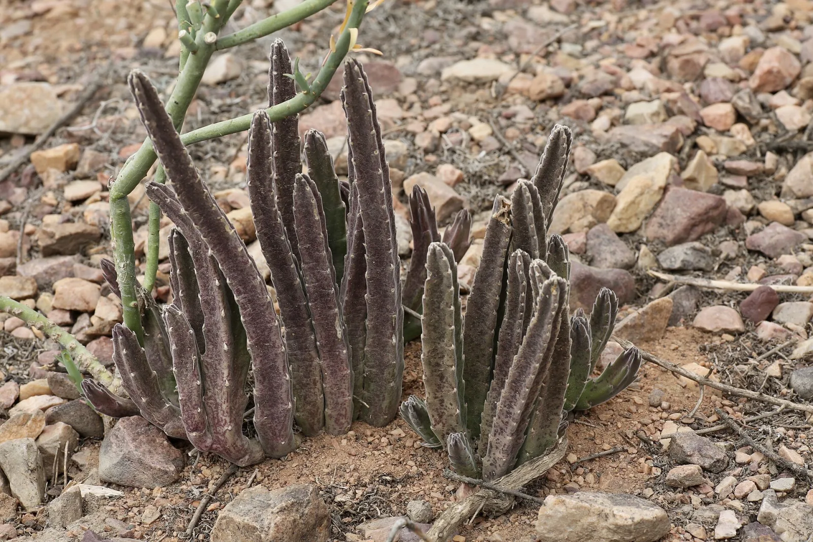 Stapelia grandiflora