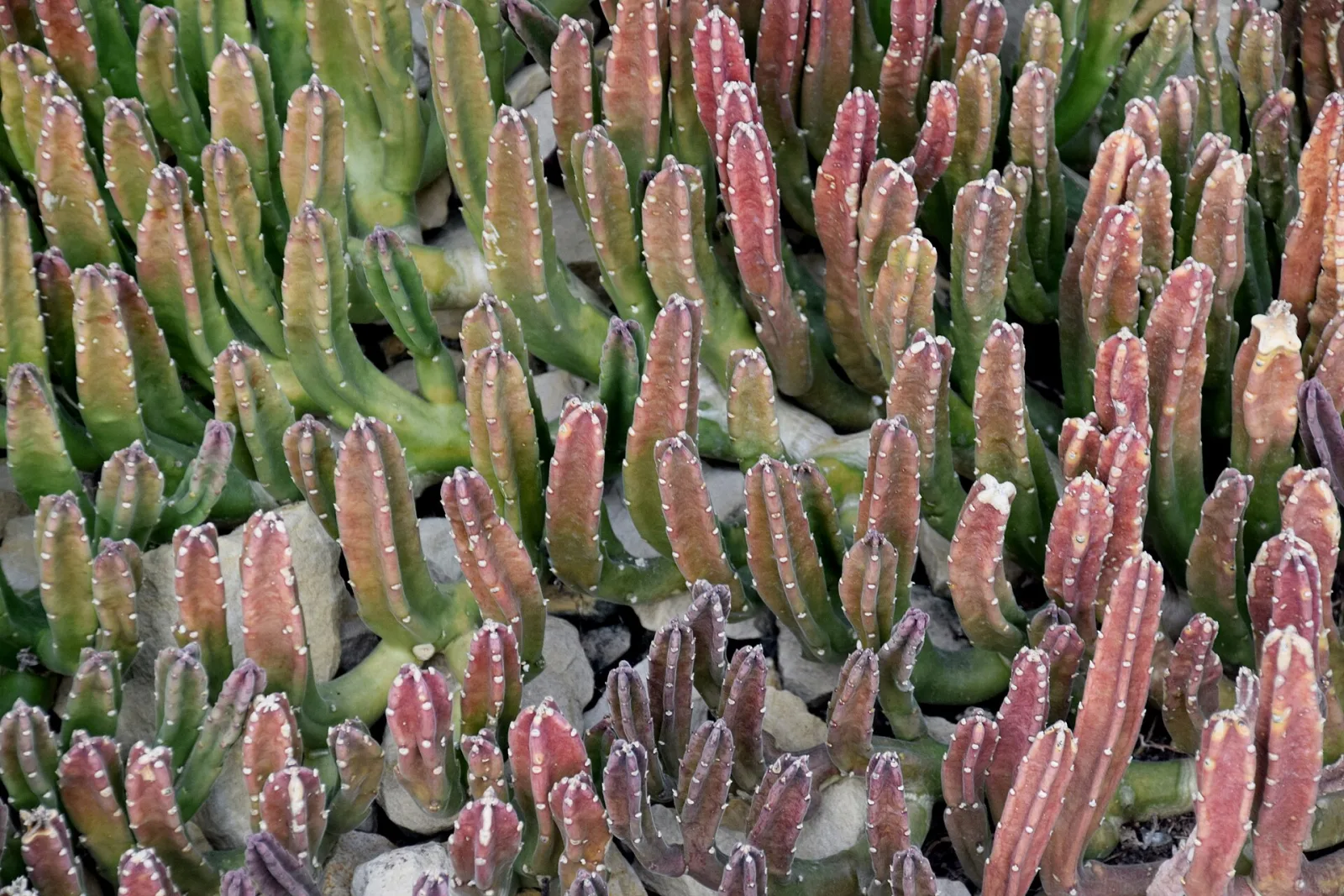 Stapelia leendertziae