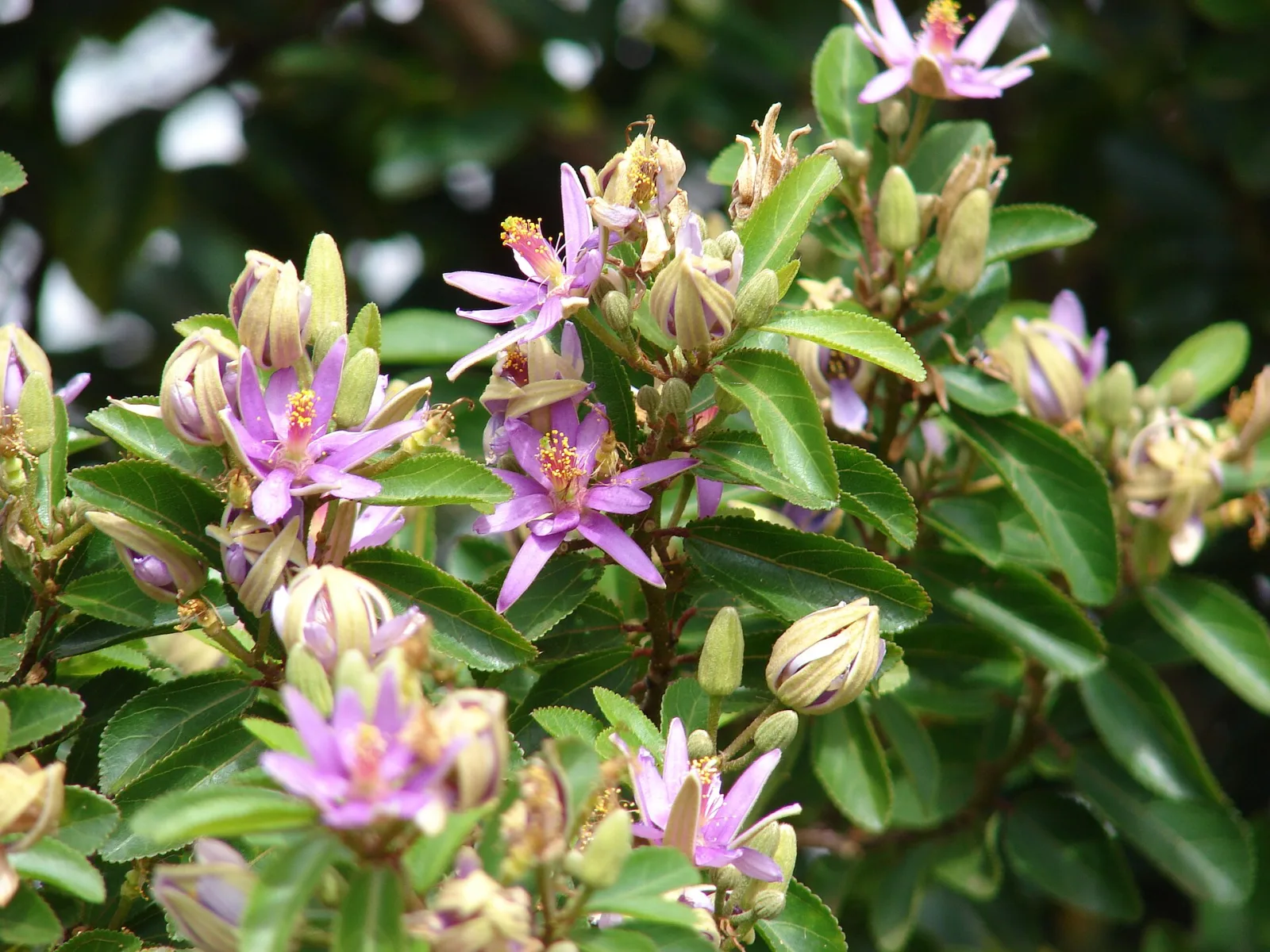 Grewia caffra