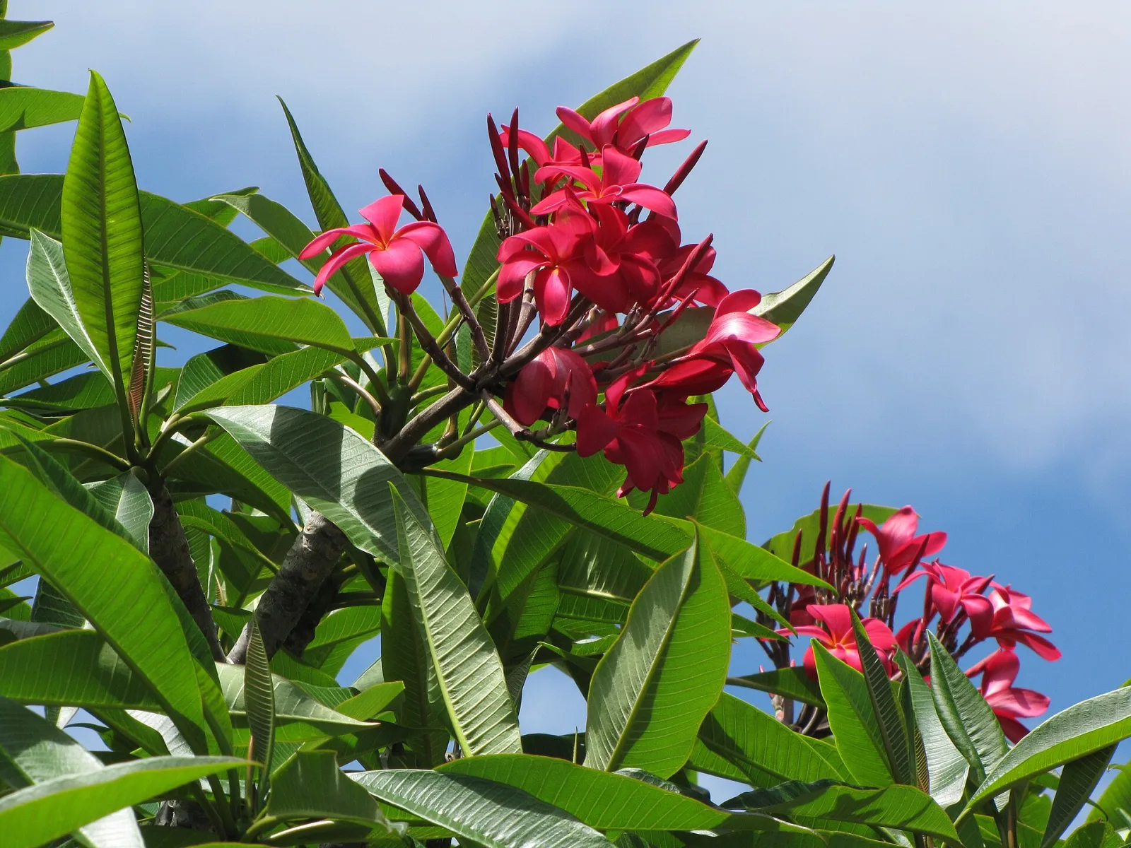 Plumeria Red Flower