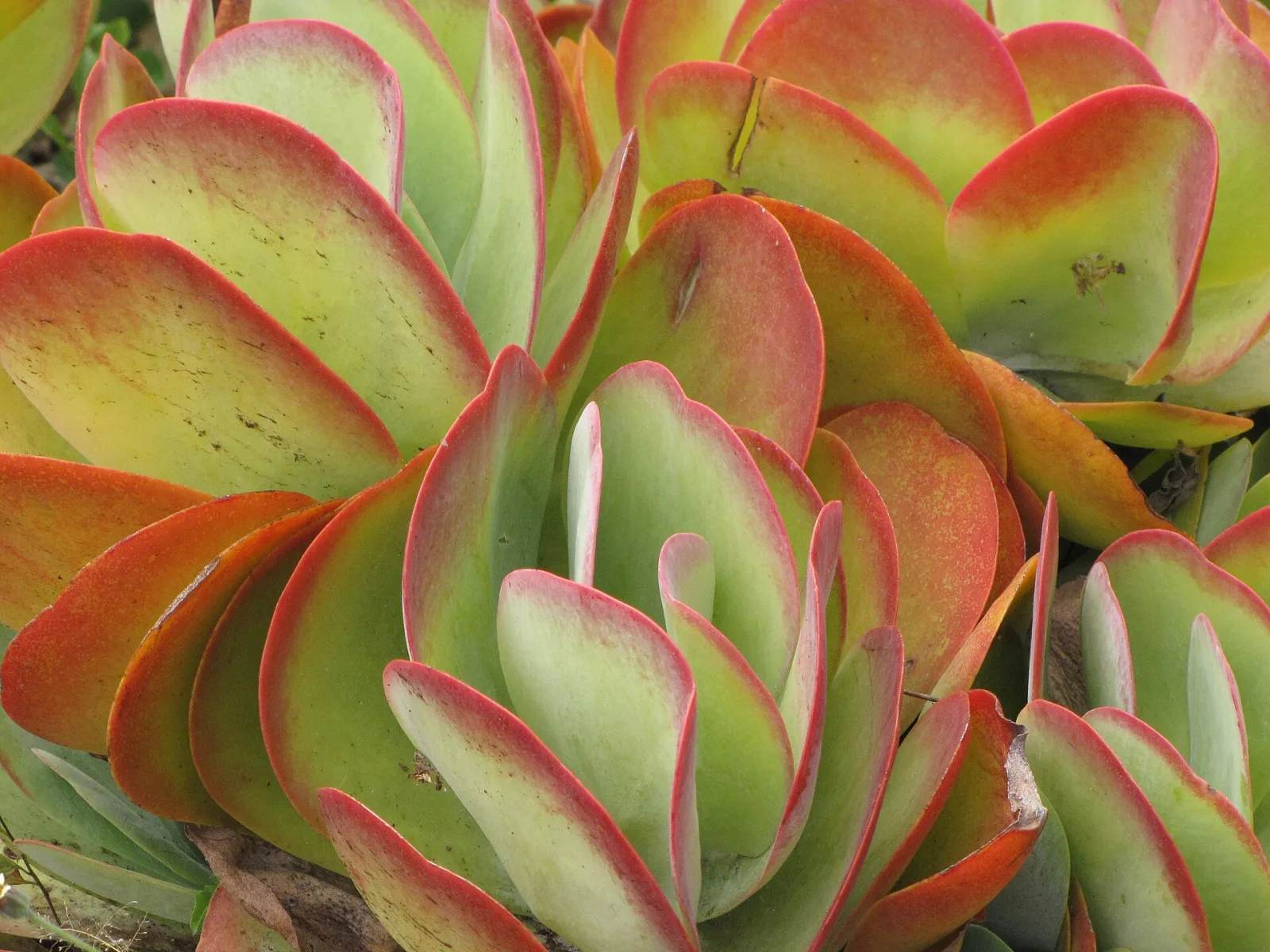 Kalanchoe thyrsiflora