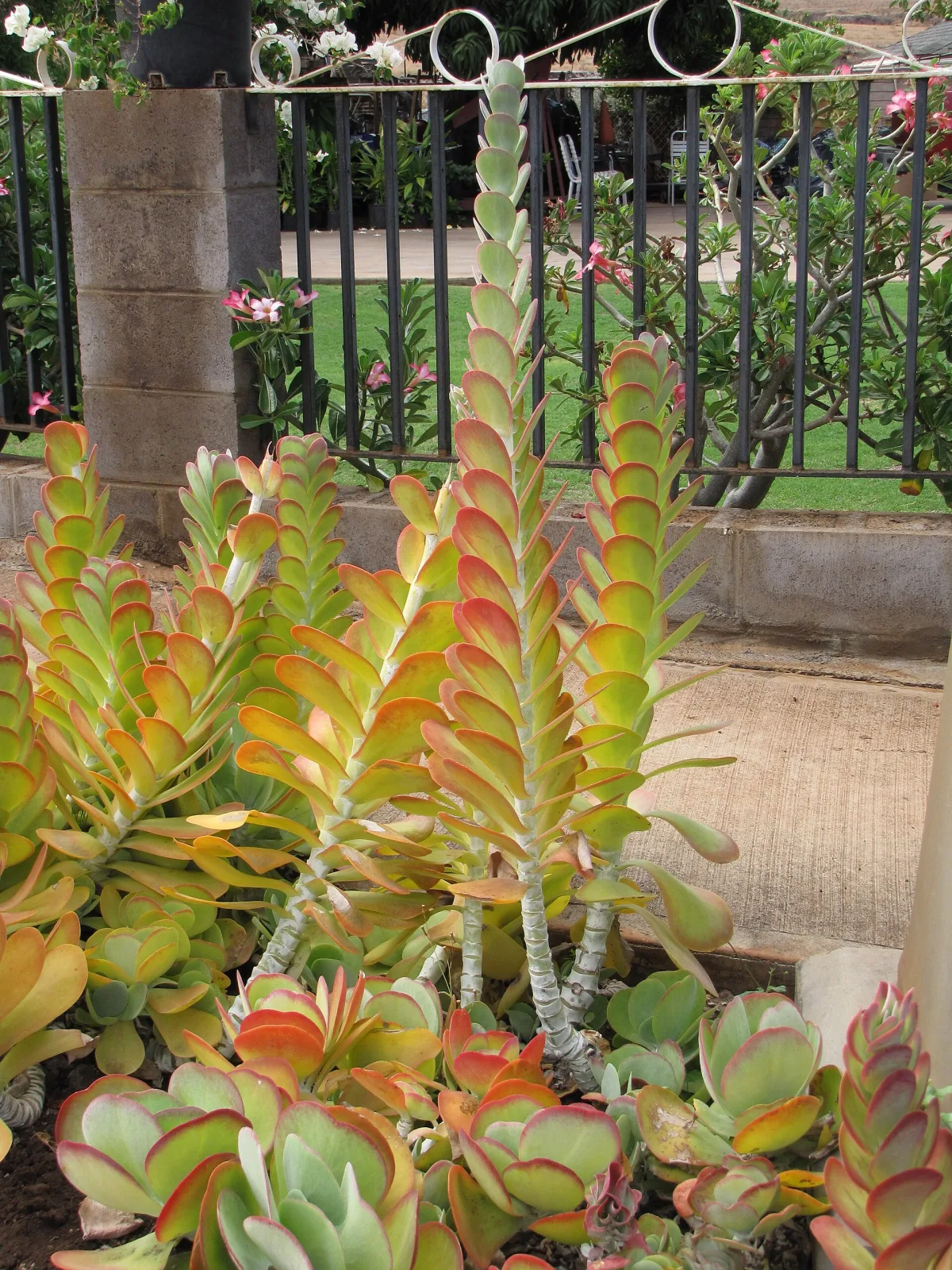 Kalanchoe thyrsiflora