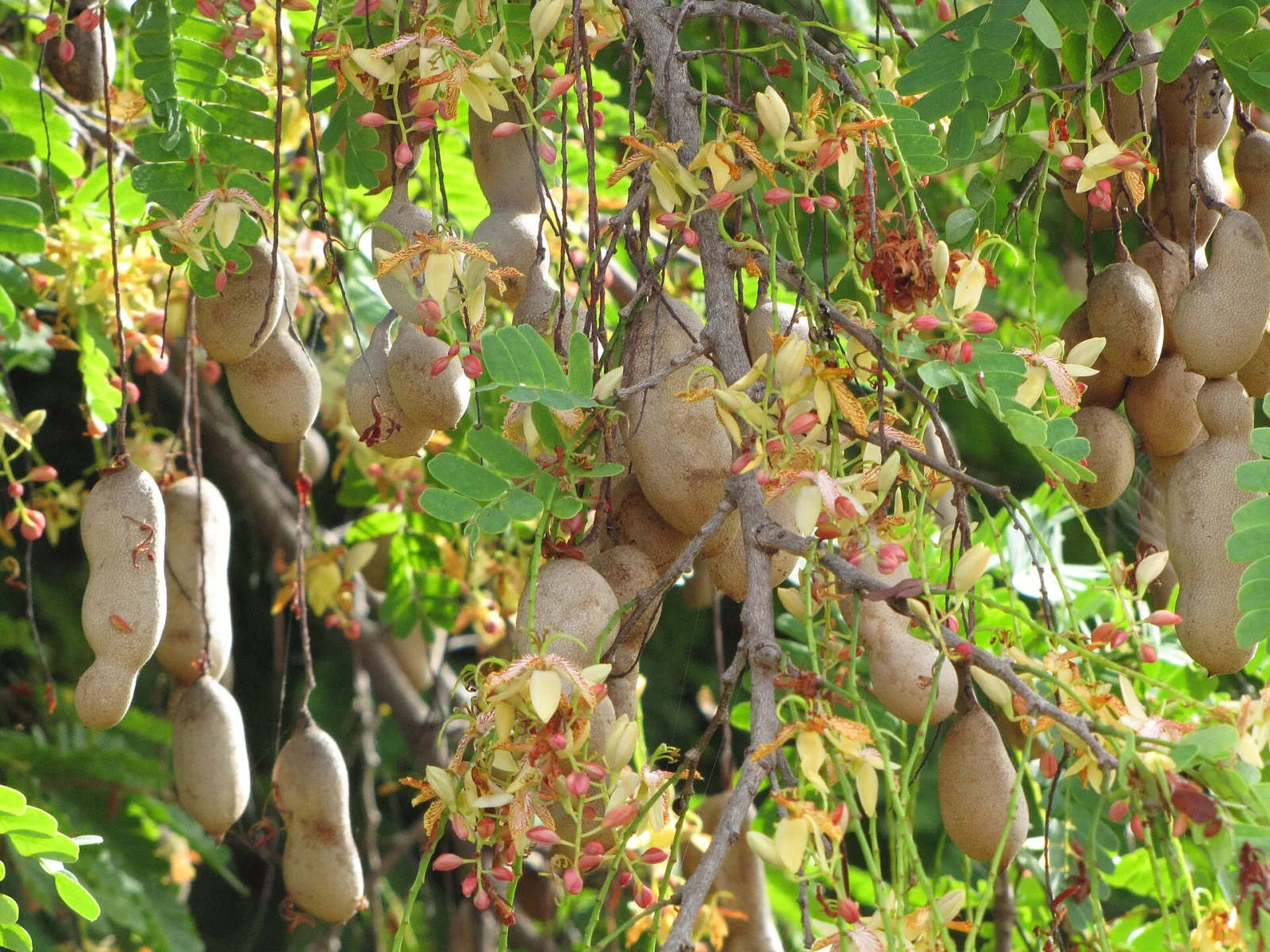 Tamarindus indica