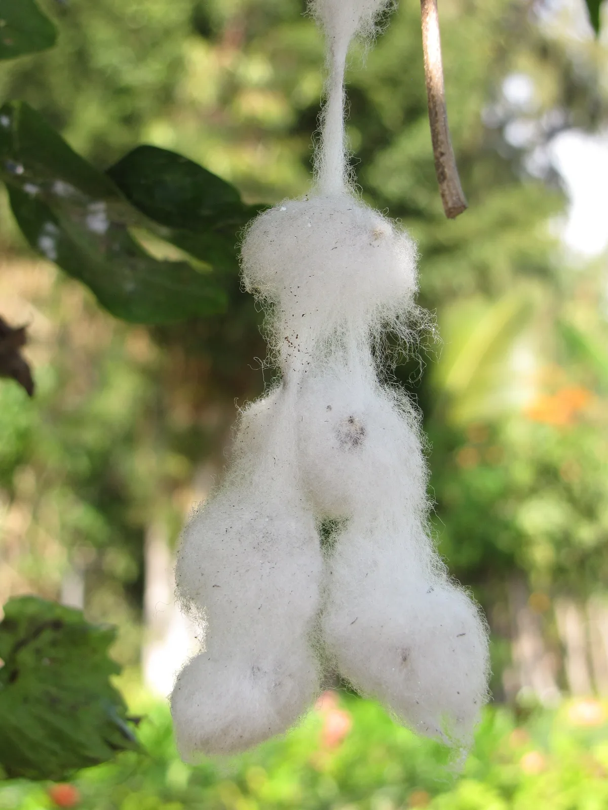 Gossypium barbadense