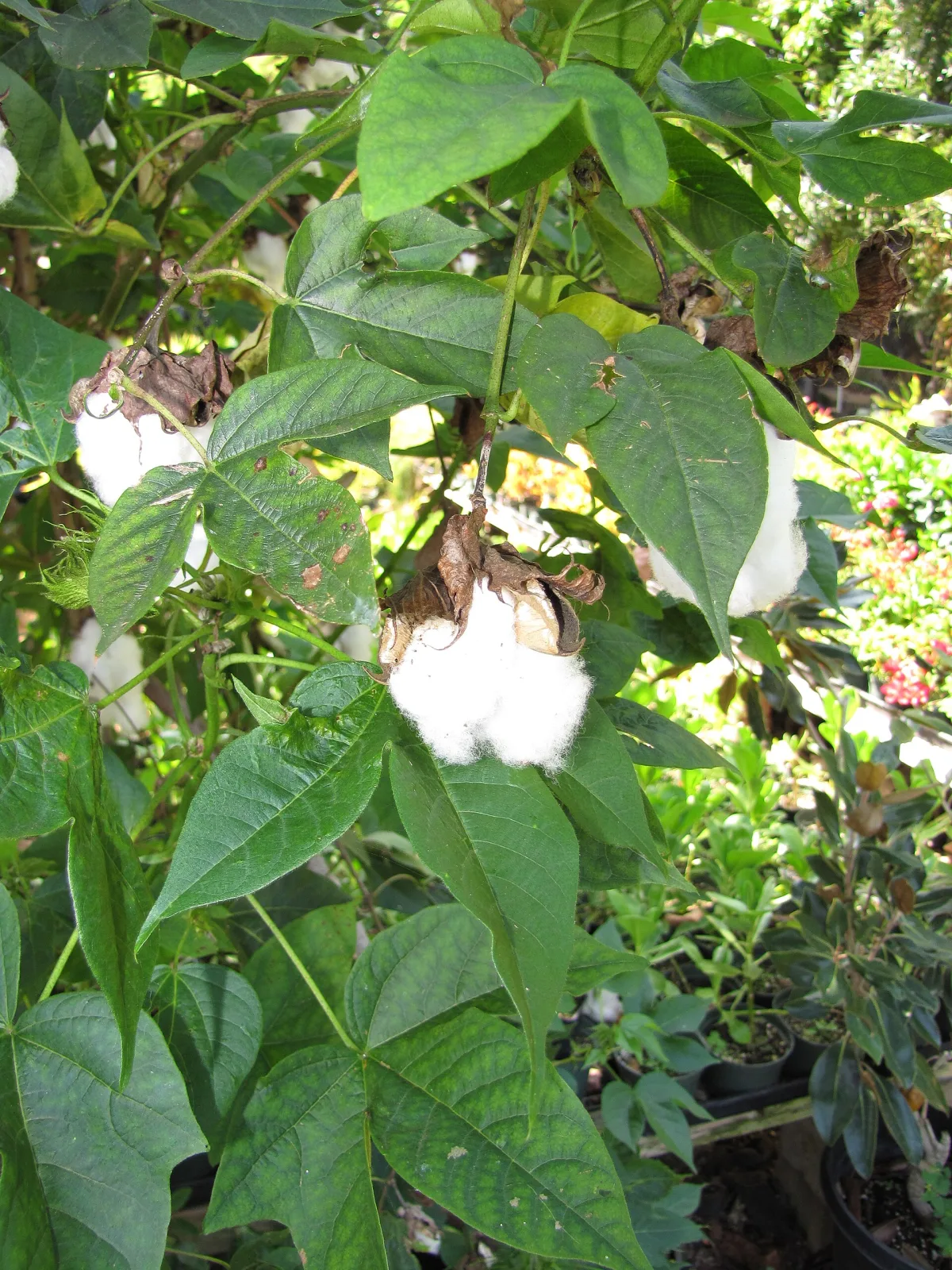 Gossypium barbadense