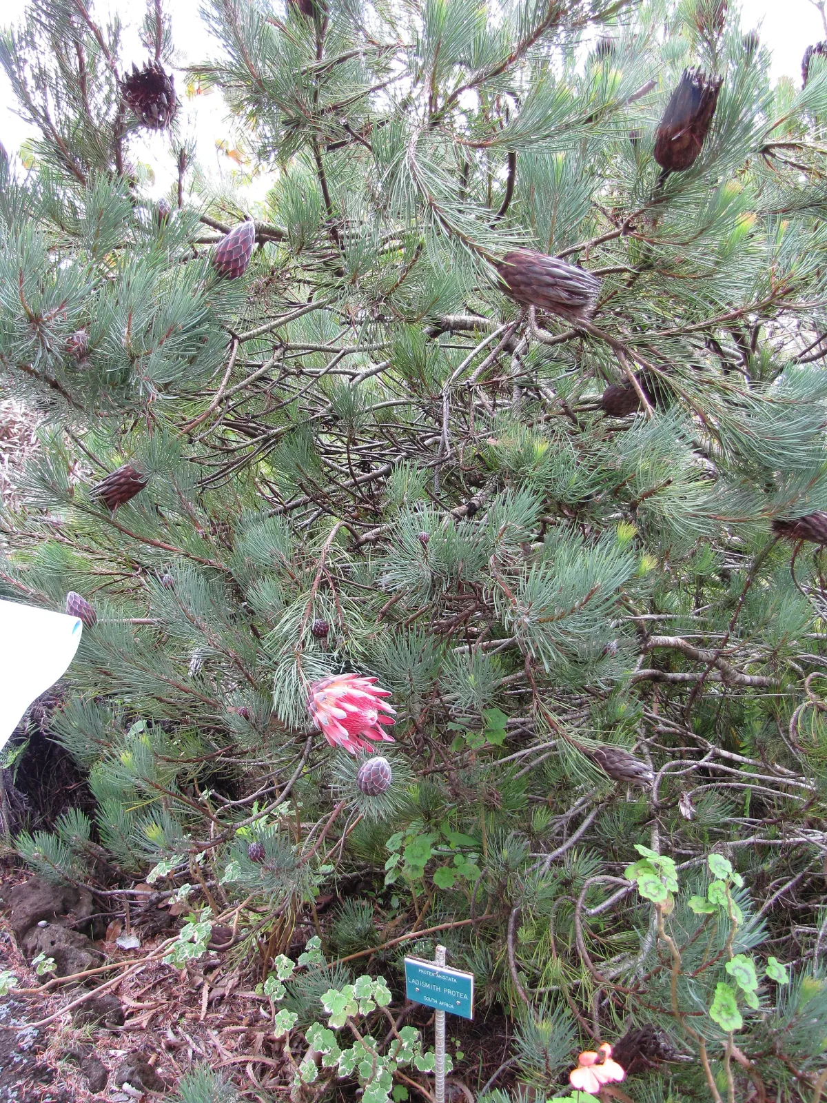 Protea aristata